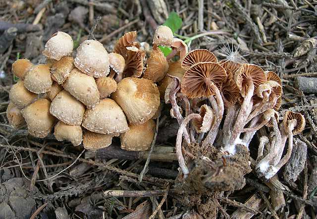 Tubaria conspersa    (Pers.)    Fayod